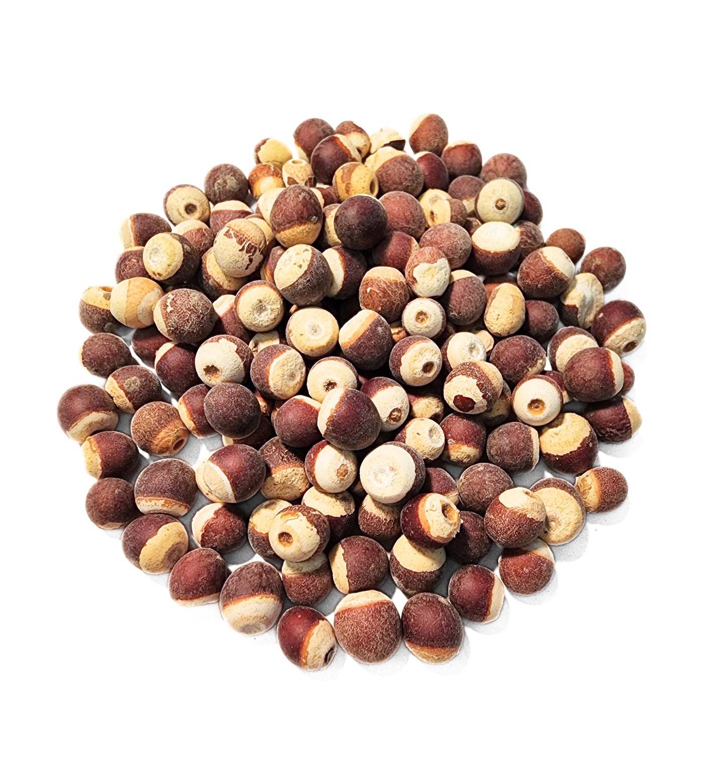 Euryale Seed - Qian Shi - Euryale ferox Semen - ND Grade