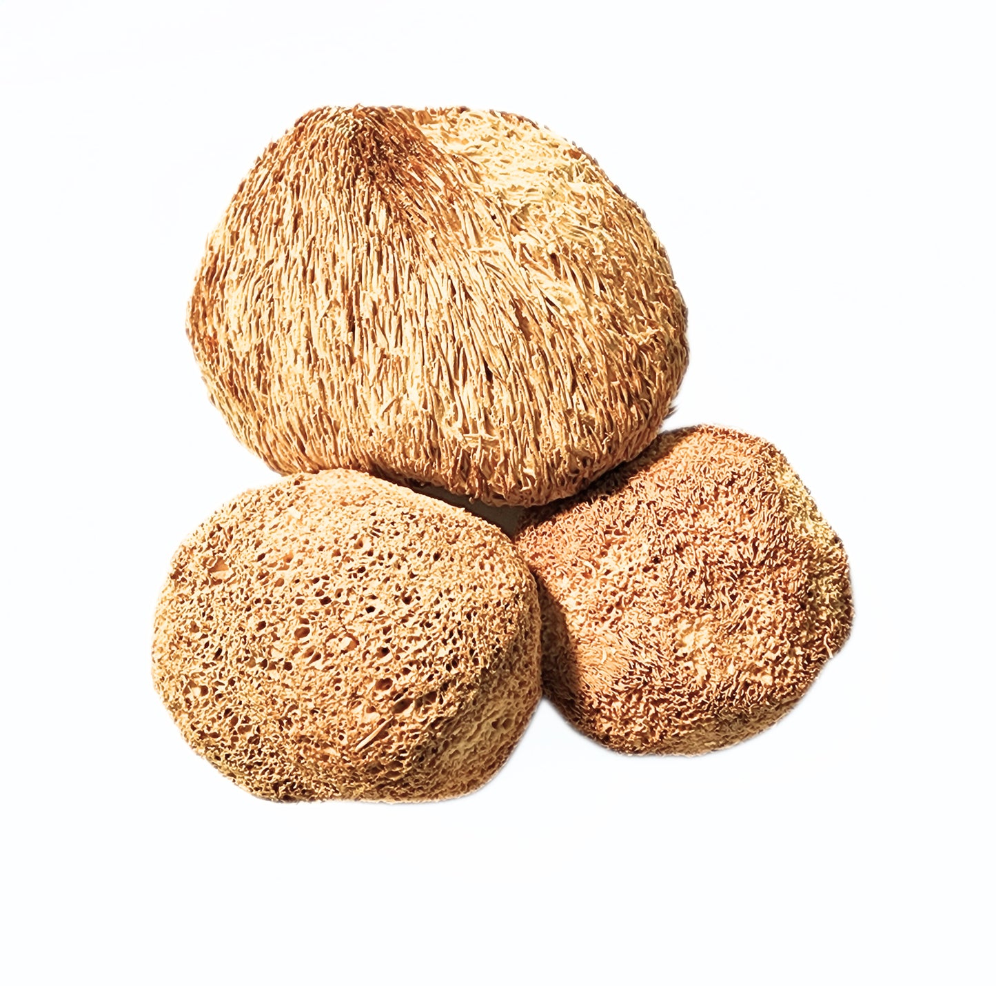 Lion's Mane Mushroom - Hericium erinaceus - Hou Tou Gu - Organic Grade