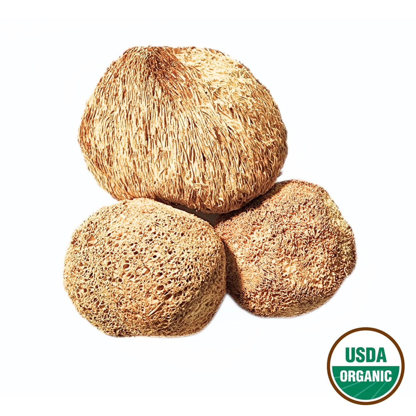 Lion's Mane Mushroom - Hericium erinaceus - Hou Tou Gu - Organic Grade