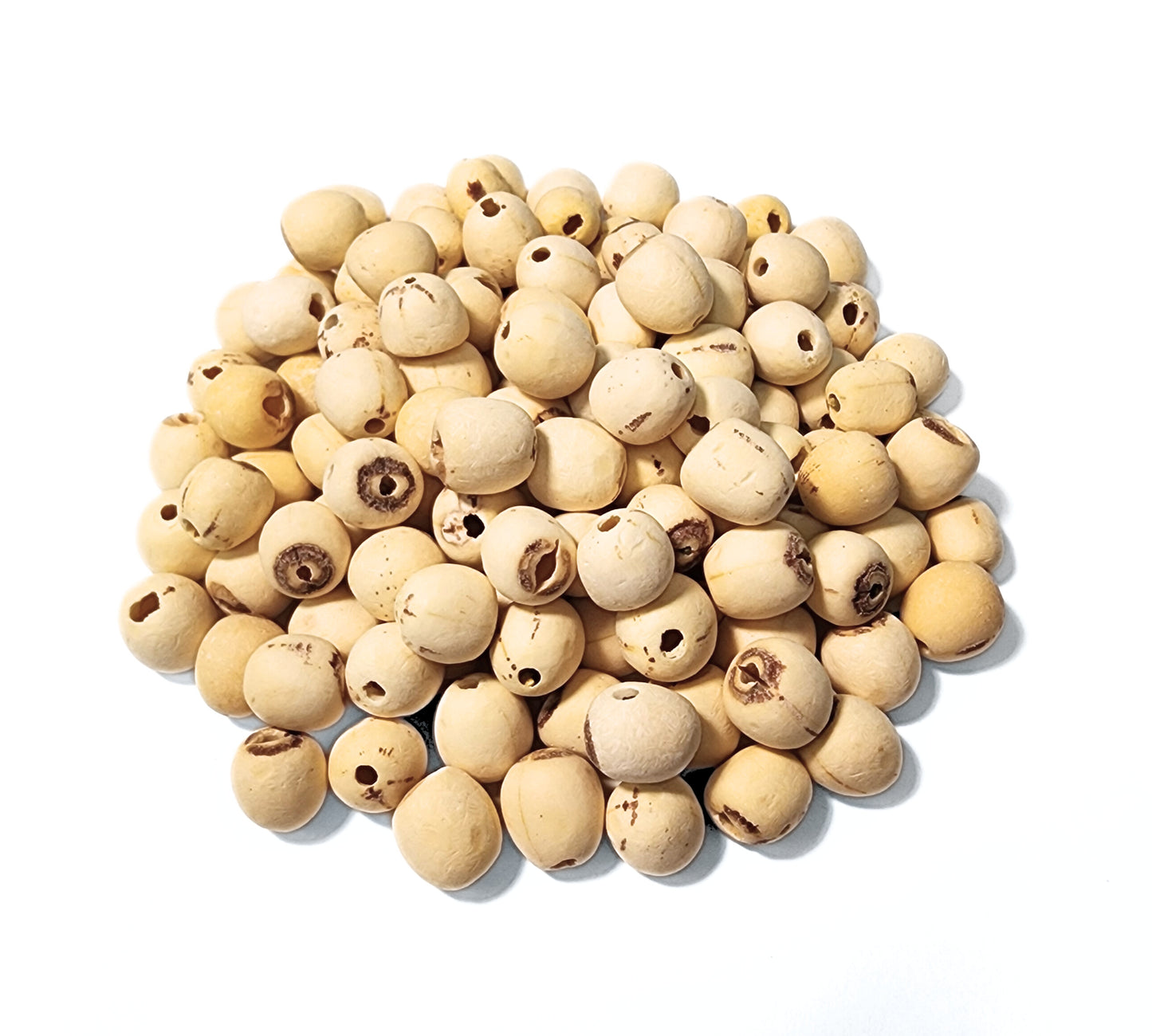 Lotus Seed - Nelumbinis nucifera Semen - Lian Zi - ND Grade