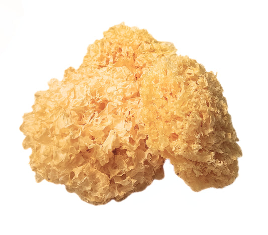 Tremella (Whole Mushroom) (Snow Ear Mushroom) - Tremella fuciformis - Bai Mu Er / Yin Er - ND Grade